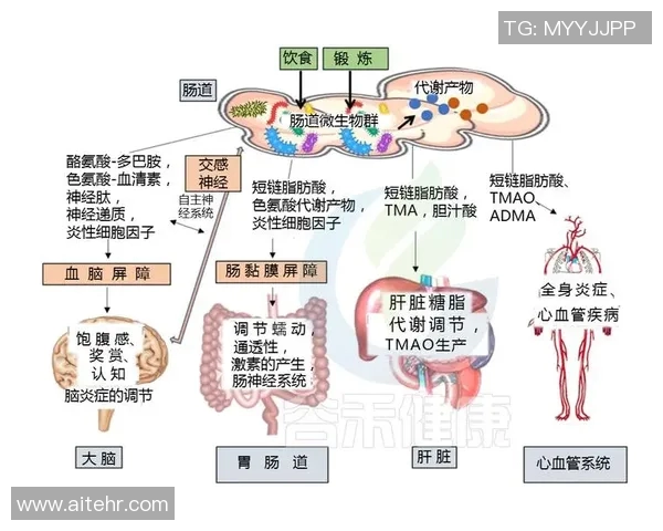 心肺功能对健康的影响及提升方法探析：从基础知识到科学锻炼的全面指导